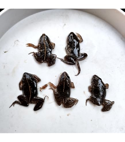 Amazon | 冷凍餌 10匹 餌用カエル ヌマガエル エサ用 急速冷凍 ヘビの